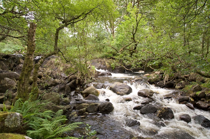 A tumbling stream flowing white through rocks with green trees on both sides