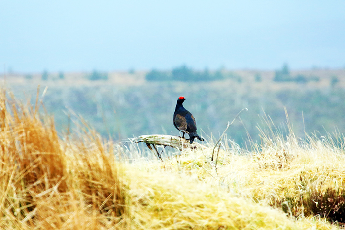 Black game bird with red beak perched on dead tree branch in field of tussocky yellow grass