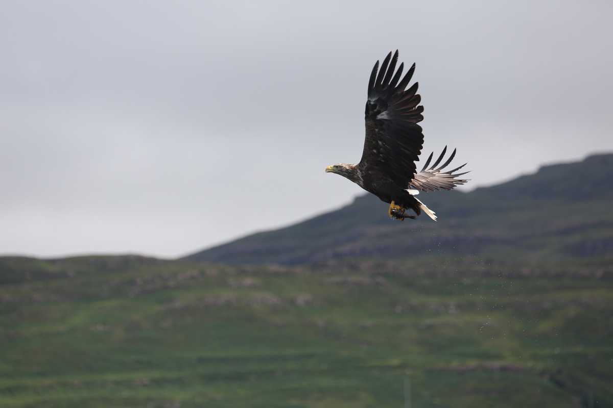 White-tailed eagle carrying fish