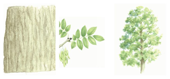 botanical drawing of ash tree, bark and leaves