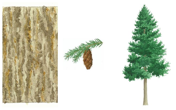 botanical drawings of douglas fir
