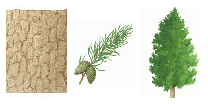 Botanical drawings of lodgepole pine
