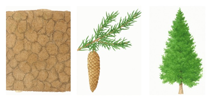 Botanical drawings of norway spruce