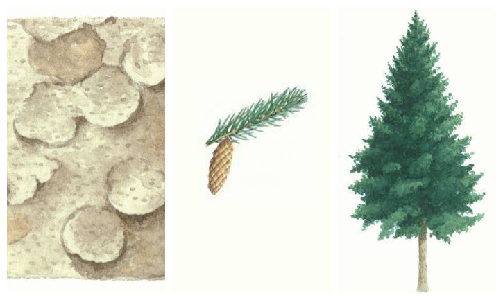 Botanical drawing of sitka spruce tree, bark and branch