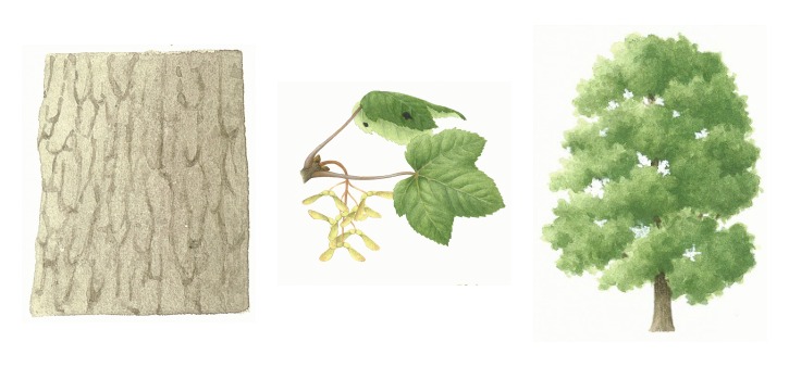 botanical drawings of sycamore tree