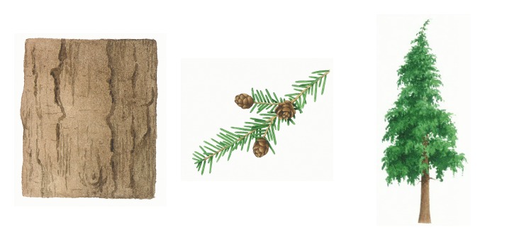 botanical drawings of western hemlock tree