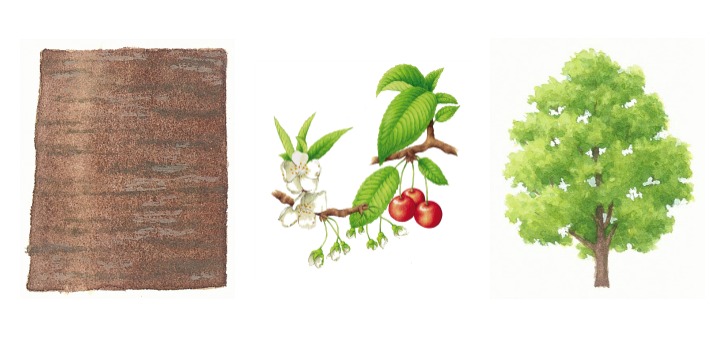 botanical drawings of wild cherry tree