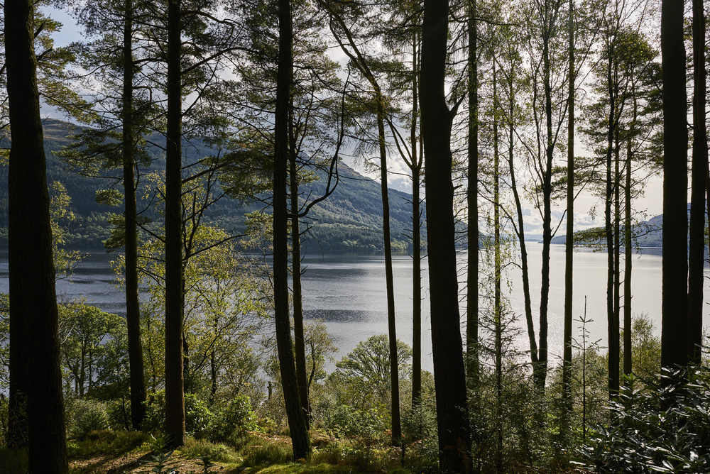 View of loch through trees
