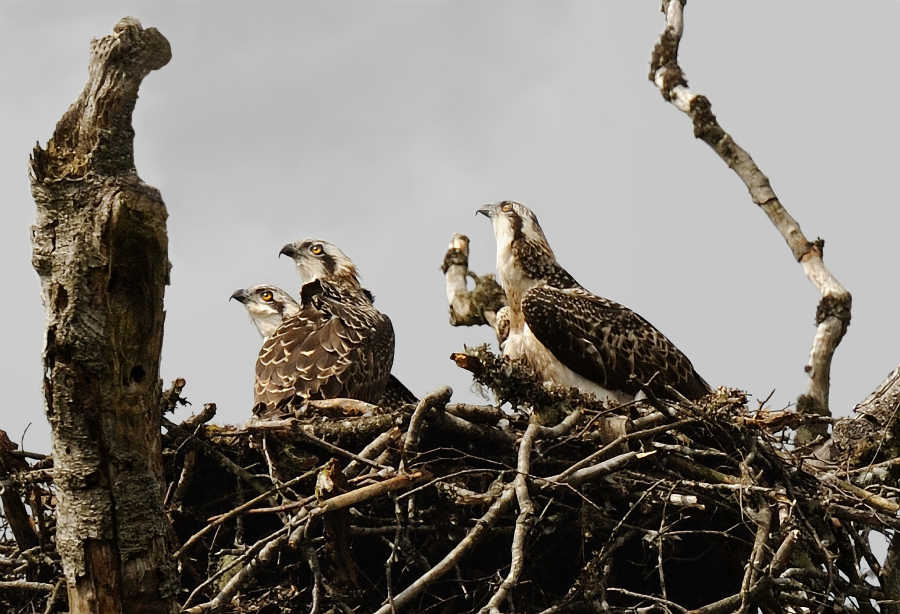 ospreys in nest