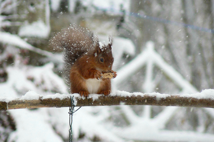 red squirrel on a branch in snow