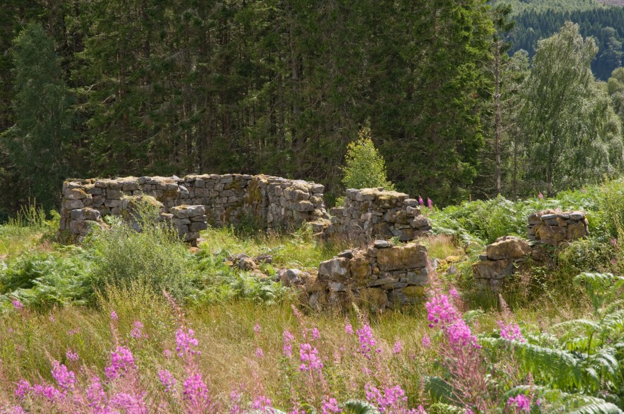 Rough stone walls in an overgrown field of wild grasses with dark forest beyond