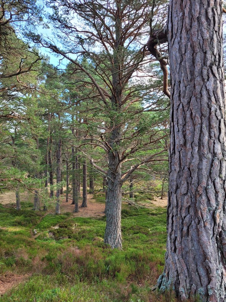 Mature Scots pine trees with grass and heather undergrowth