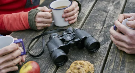 Drooping conifer branch