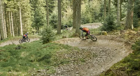 Drooping conifer branch