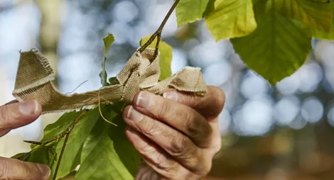 Drooping conifer branch