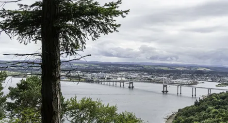 Drooping conifer branch