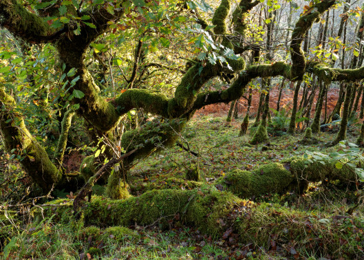 Good news for Scotland's rainforest