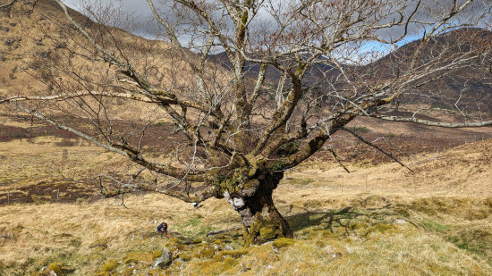 The 'Last Ent of Affric' is no longer alone