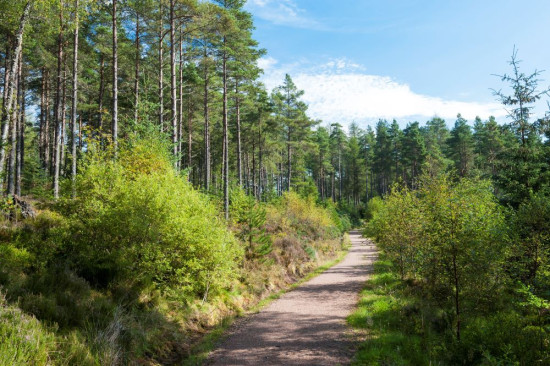 Cycle path through a lush woodland