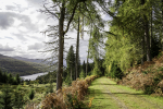 A sunny walking path in a forested hillside overlooking a loch