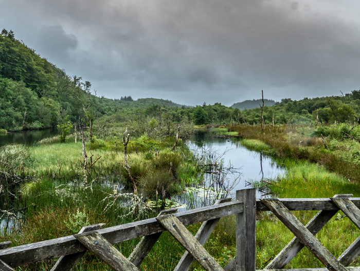 A wooden boardwalk through a wetland