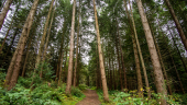 A path through a pine woodland in autumn, Culloden Wood