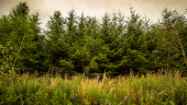 A row of conifer trees with wildflowers