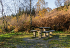 A picnic table next to a broadleaf forest in autumn 