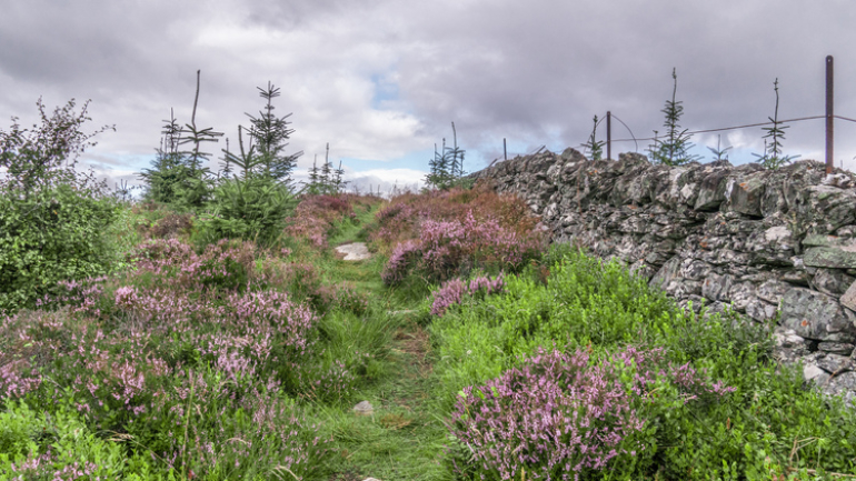 A hidden path next to a stone wall with heather and young trees growing
