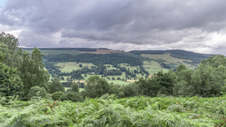 View from a hill to a valley with trees and farms, with ferns