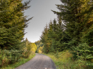 A gravel road through a pine woodland