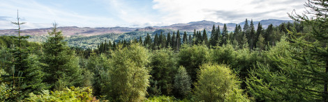 Wide landscape of mixed green trees at Allean Forest, near Pitlochry.