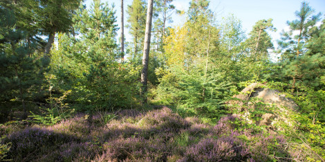 Purple heather beneath mixed green trees