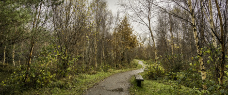 a walking path in autumn with a bench