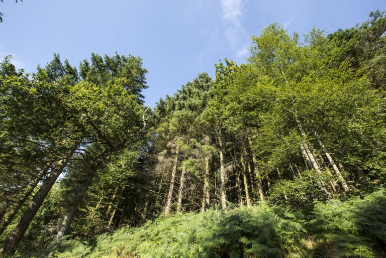 Tall trees standing on a very steep hillside