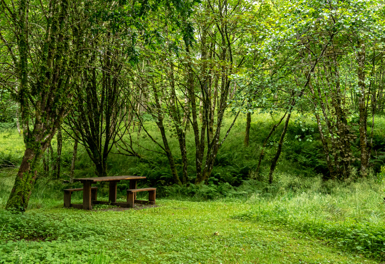  A wooden picnic bench in the woods