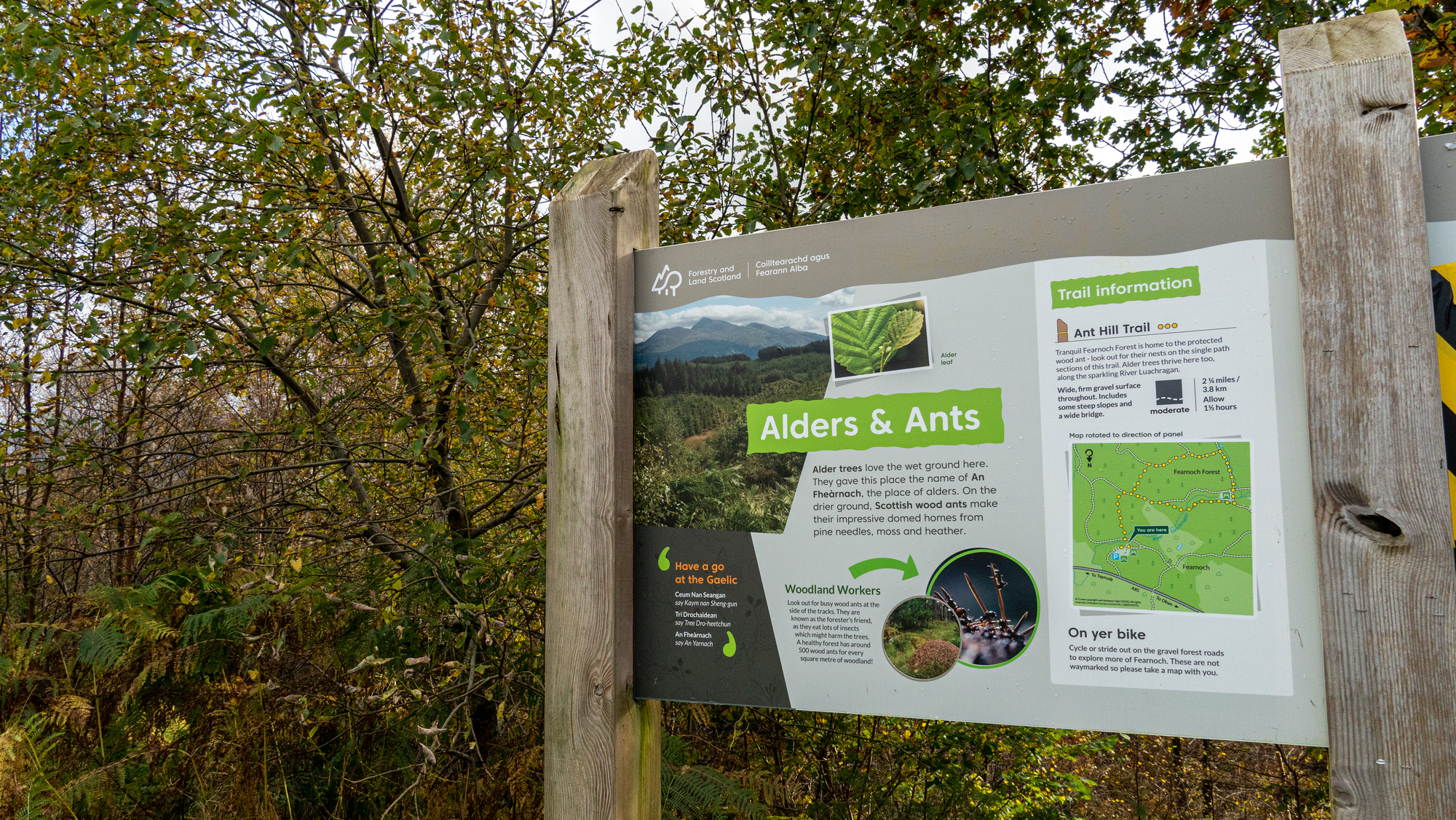A sign showing information about "Alders and Ants" in a wooded area.
