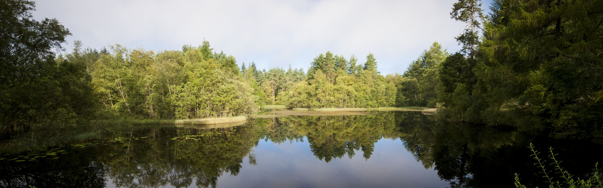 Drooping conifer branch
