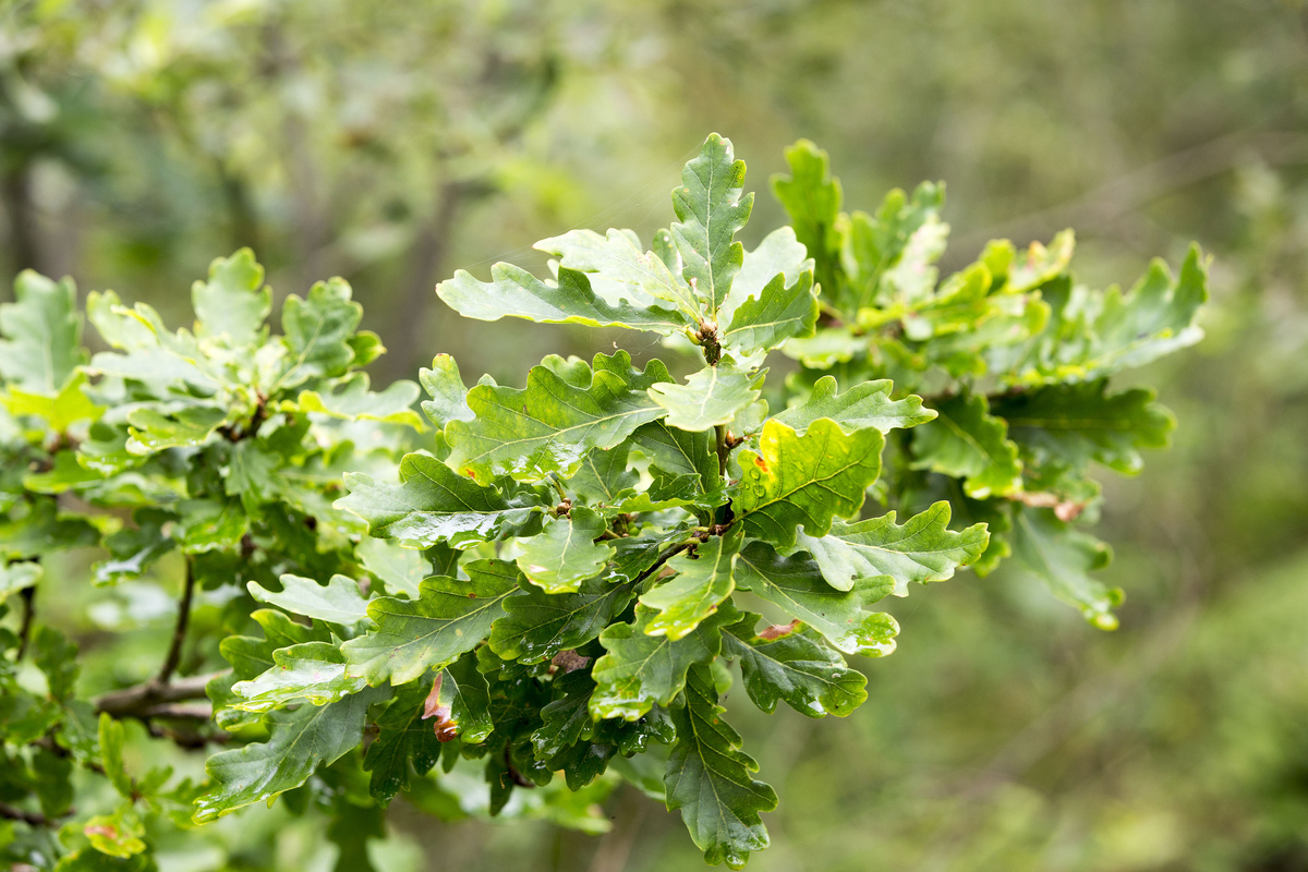 Drooping conifer branch