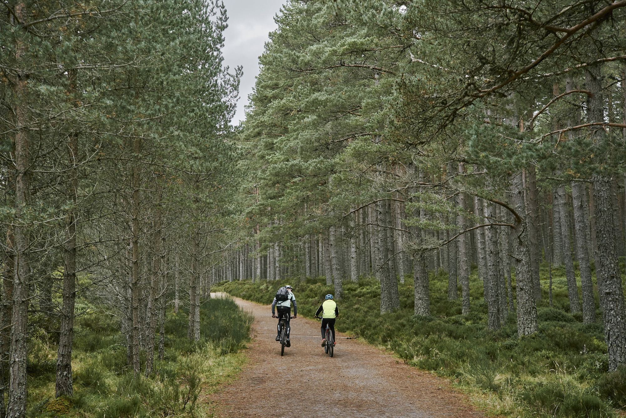  Two cyclists ride along tree lined track, Allt Mor, near Aviemore