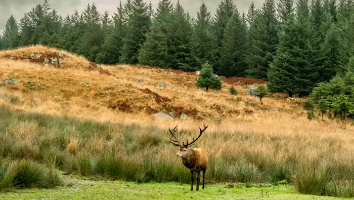 Red deer stag with trees in the background.