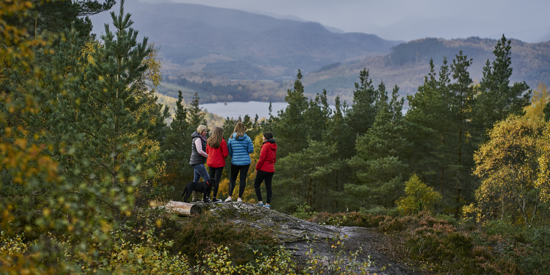 Drooping conifer branch