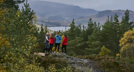 Drooping conifer branch