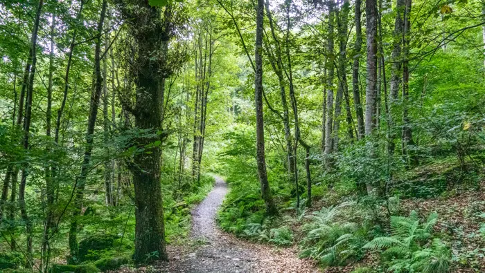Path through a forest.