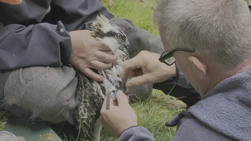 Man fitting tag to large bird