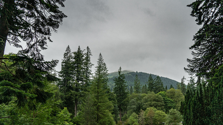 A mountain covered in fog with dense pine wood trees in the foreground 