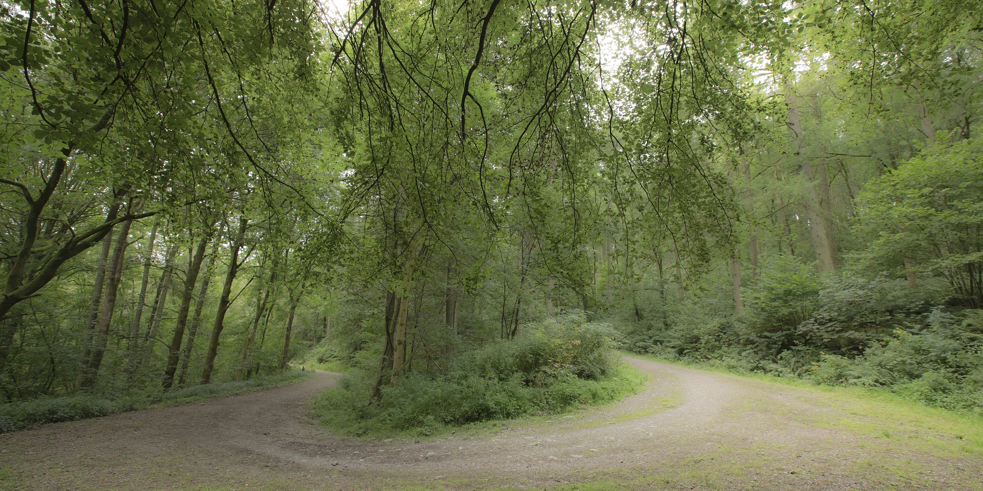 Drooping conifer branch