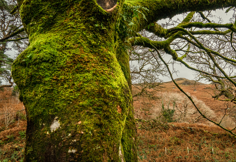 A moss-covered tree with an orange bracken hillside behind