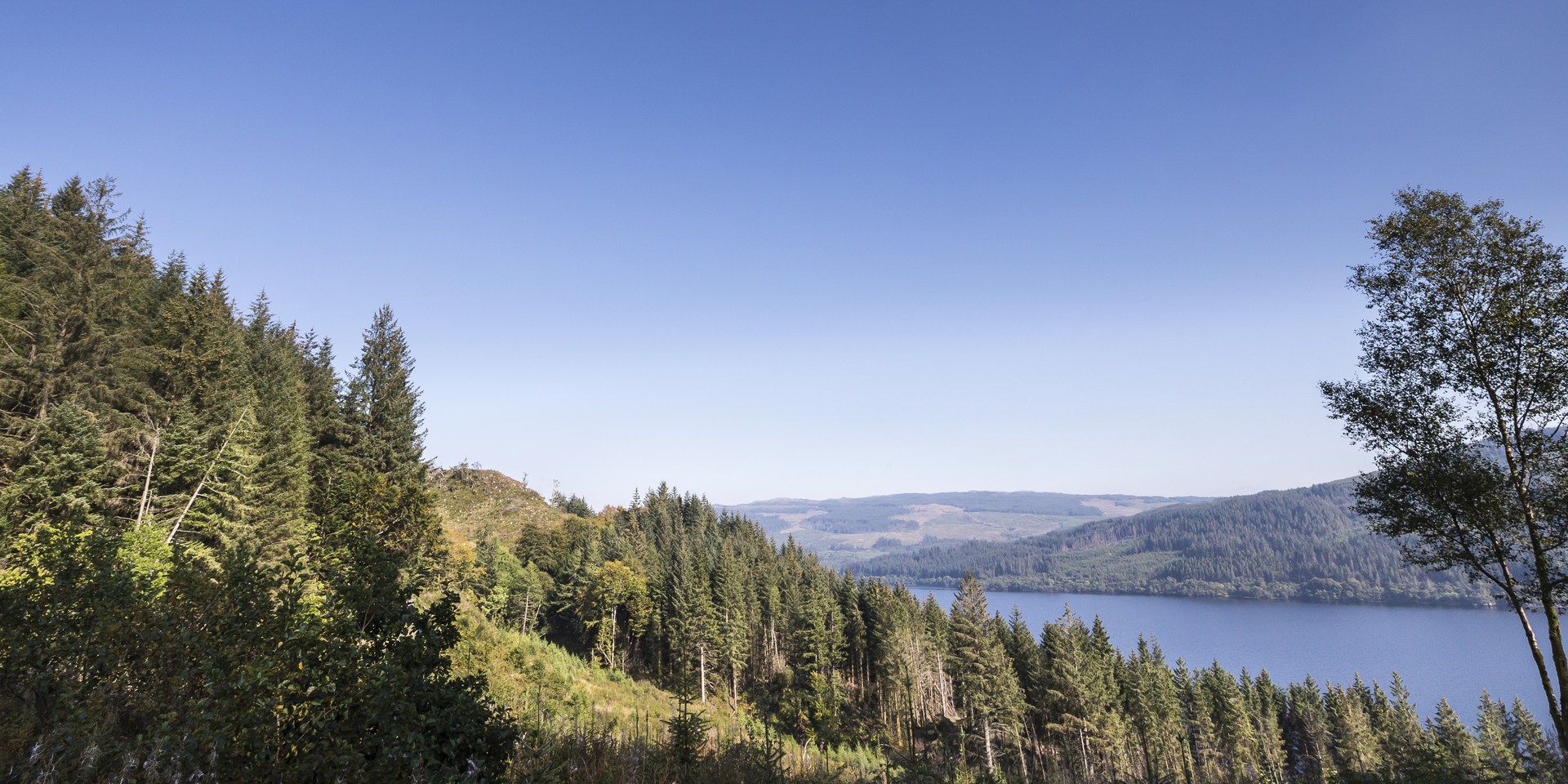 Drooping conifer branch