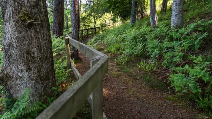 A hiking path along a wooden fence next to a field of ferns in a lush woodland